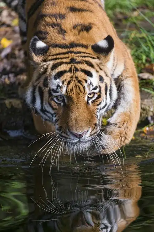 一组老虎写真,来感受下猫科动物与生俱来的颜值与霸气.