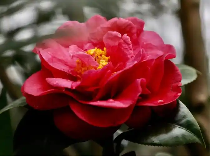 一年一度的佛山植物园山茶花(摄于2019年1月9日)