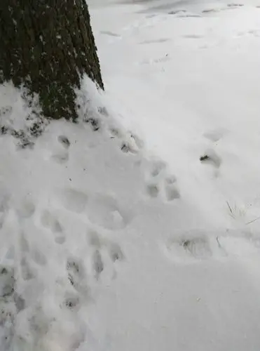 小鹿脚印,2016,12 曹雅珍摄