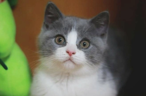 英短蓝白八字脸分布图,八字没开好的蓝白猫