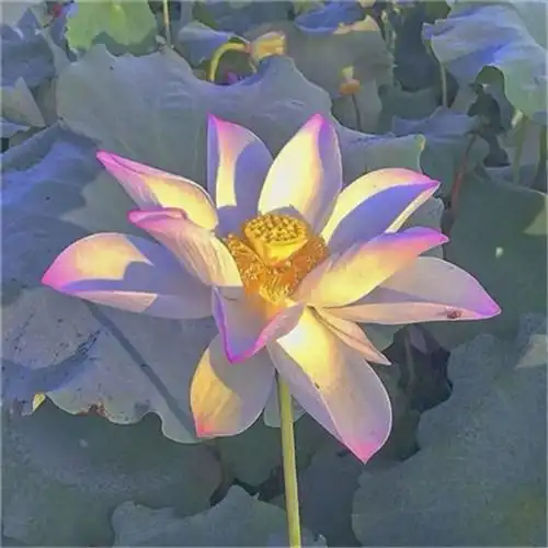 花开富贵头像 适合妈妈们用的高清好看花开富贵图片微信头像