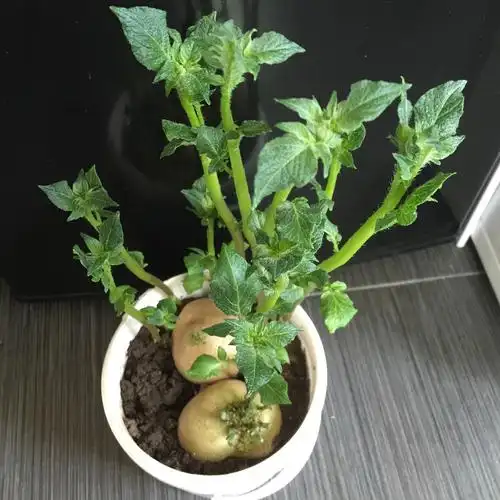 土豆发了芽,不能炒菜下锅,那有什么要紧,全当风景来看,看完土豆芽景