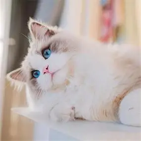 纯种布偶猫公主活体幼崽宠物海双蓝色猫蓝眼睛