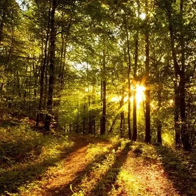 个性高清风景头像阳光下的森林景色图片