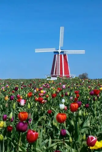 郁金香,风车,蓝天