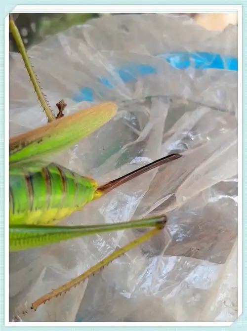 三种蝈蝈的产卵器