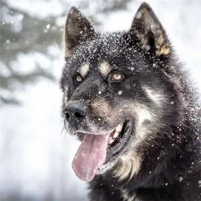 狗狗头像可爱呆萌的狗狗人类最好的朋友