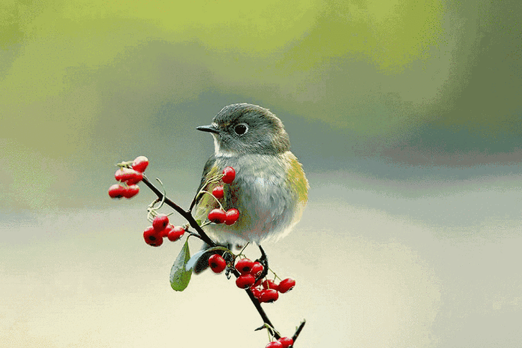 会动的鸟图,绝!绝!绝!