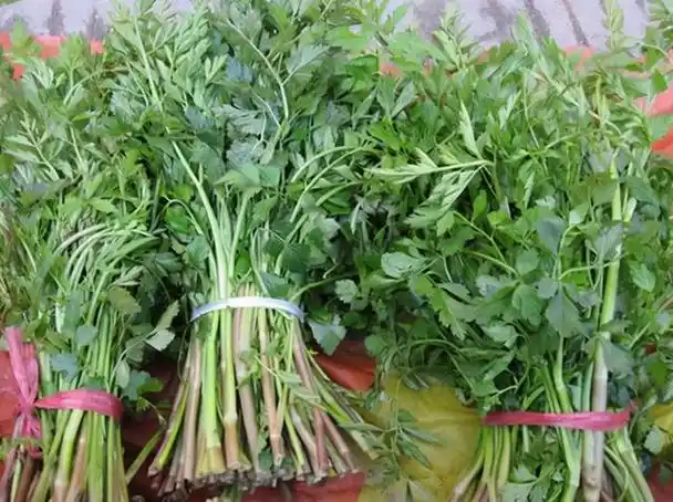 野水芹菜图片(河边的野芹菜) - 绿巢号