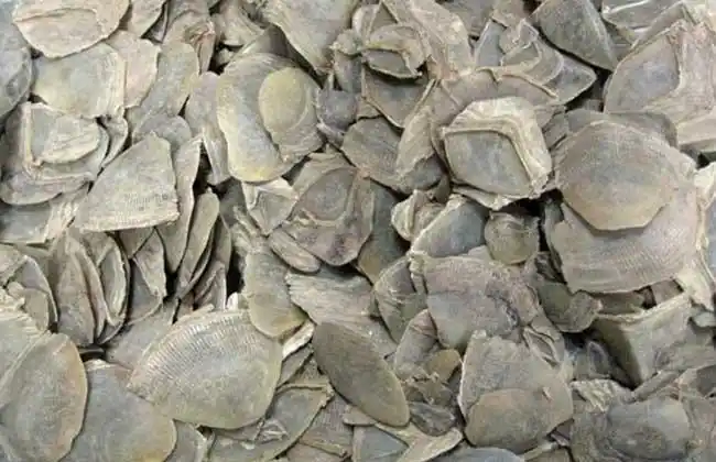 穿山甲的副作用我们都知道,穿山甲是一种中药材,其鳞片含有多种物质