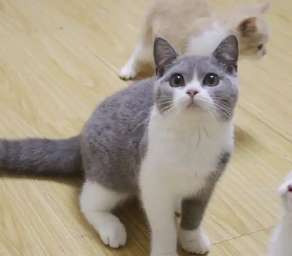 蓝白妹妹品相好,血统好,价格不高适合捡漏疫苗齐全,驱虫已做,四个半月