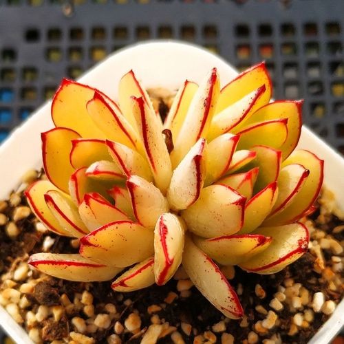 灰姑娘群生多头多肉植物盆栽肉肉新手植物办公室创意绿植防辐射