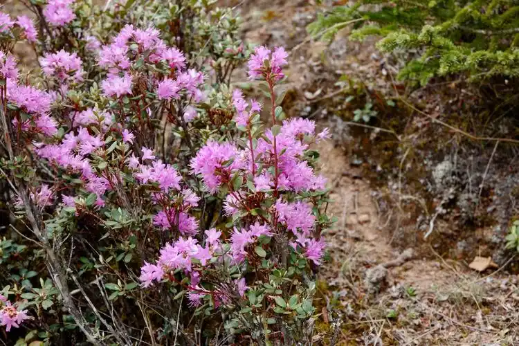 高原野杜鹃花格外的迷人
