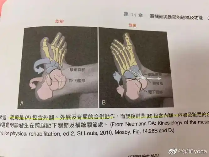 旋前与旋后属于特定的应用型动作是前述基本型动作的合并