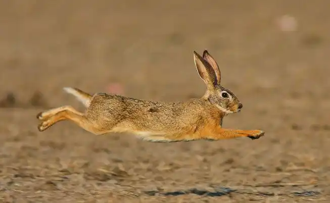 农村老家的野兔很多为啥不能捉野兔也属于保护动物吗
