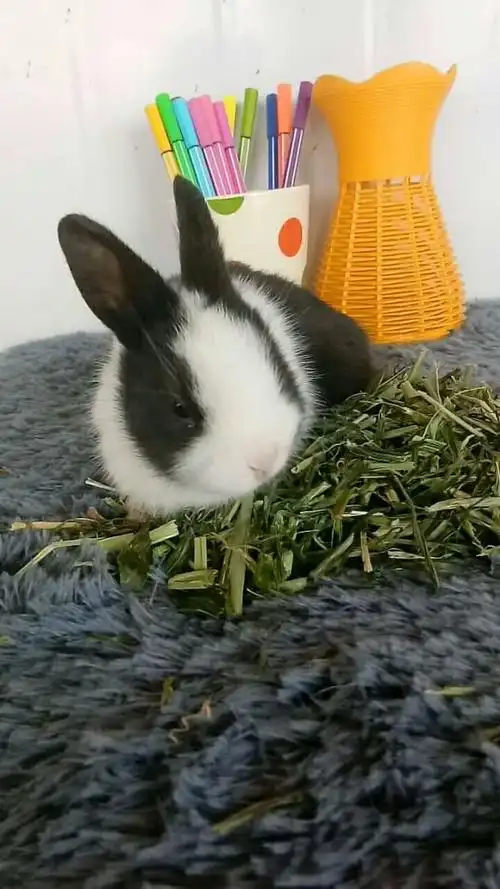 黑白道奇侏儒兔疫苗已打弟弟