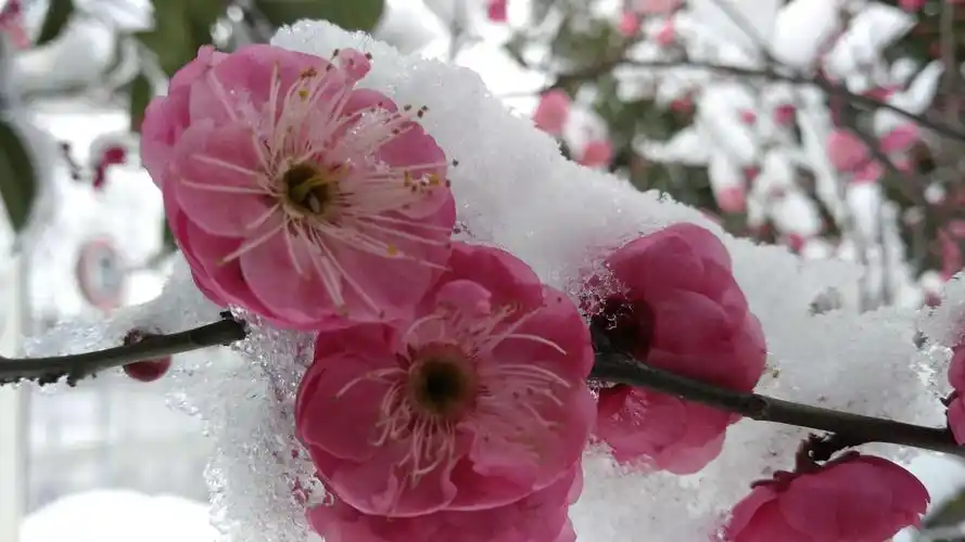 雪压梅花花更翘