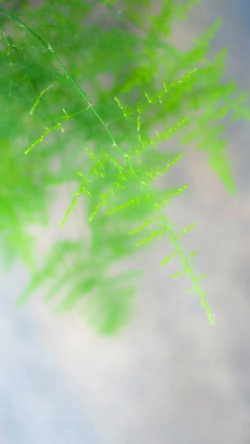 文竹精美图片欣赏