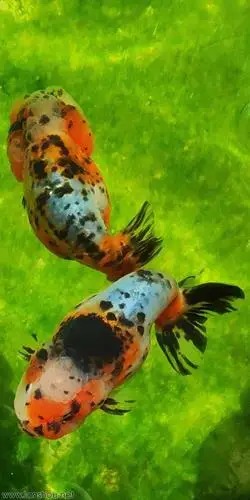 规范销售区(金鱼街) 潘氏兰寿