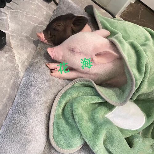 采缇小香猪活体 泰国小粉猪幼崽宠物猪可爱萌宠网红猪仔迷你猪宠物猪