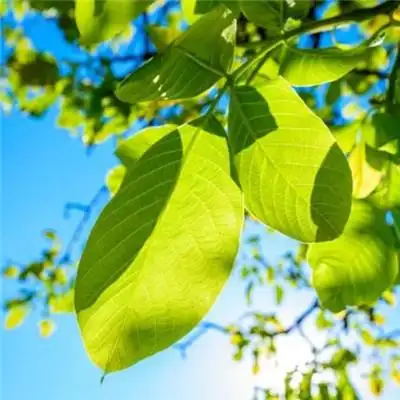 用啥头像能带来好运气