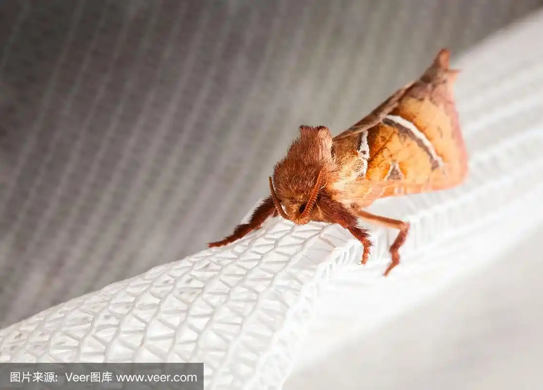 蛾,红色,毛绒绒,正面视角,水平画幅