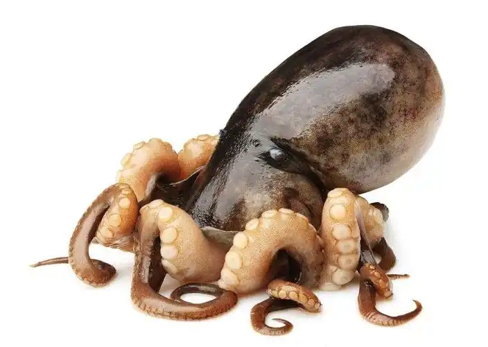 鼎典美育舞动的章鱼