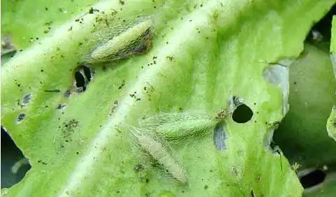 小菜蛾有哪些特效药?全年发生为害明确呈两次高峰