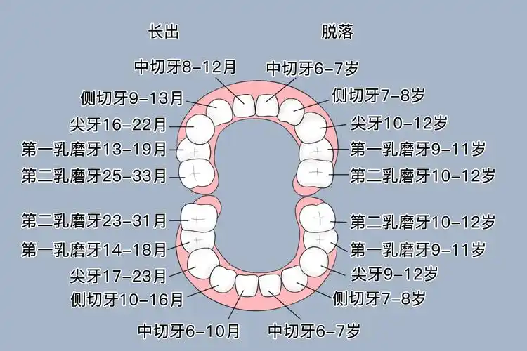 乳牙脱落顺序和时间图