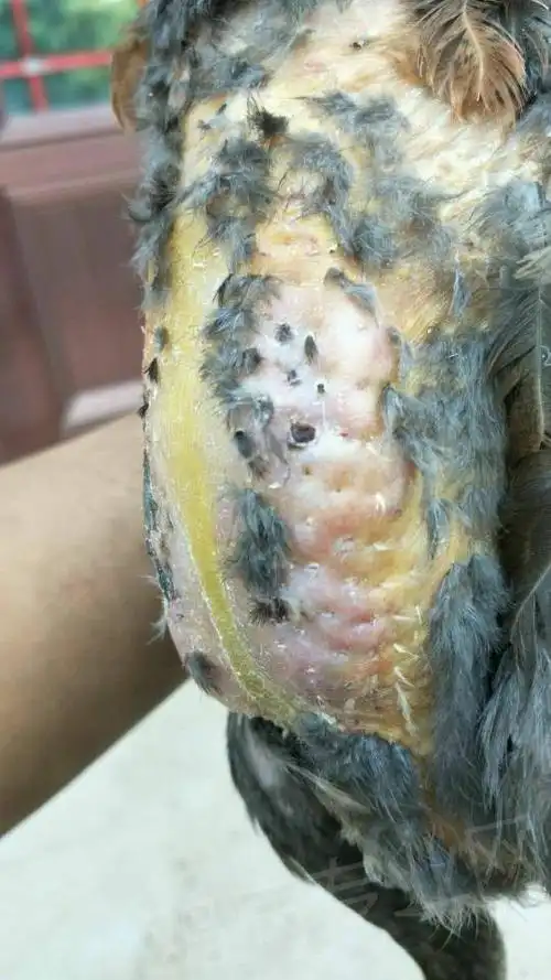 朋友养的中原鸡皮肤内起的肉疙瘩印的特别快麻烦老师看一下