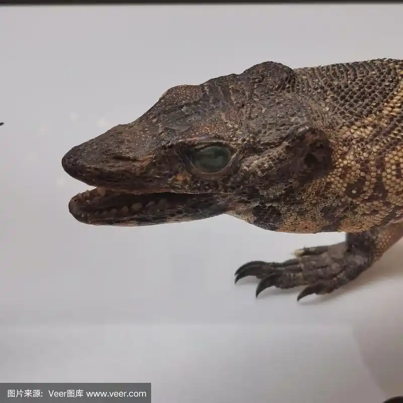 蜥蜴标本