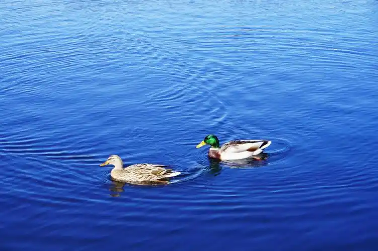 春江水暖鸭先知08