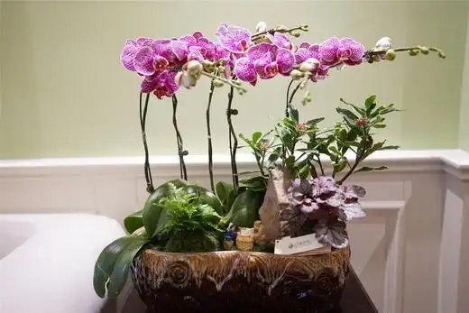 同城配送精品组合盆栽蝴蝶兰