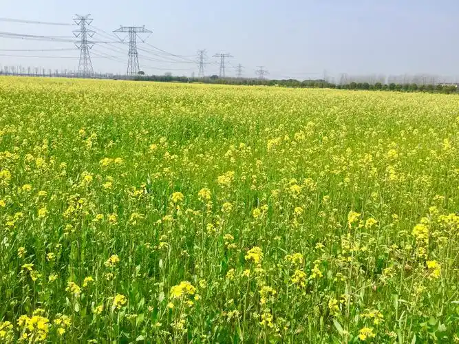 黄色诱惑-上海奉贤庄行油菜花