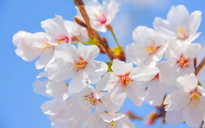 好看的樱花花卉清野高清壁纸写真图片樱花花卉清野壁纸