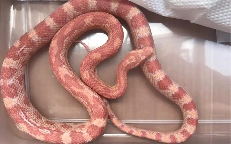 玉米蛇蒙眼蜕皮前的表现