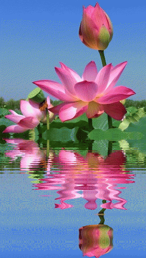 好看的动态图喜欢的可以转