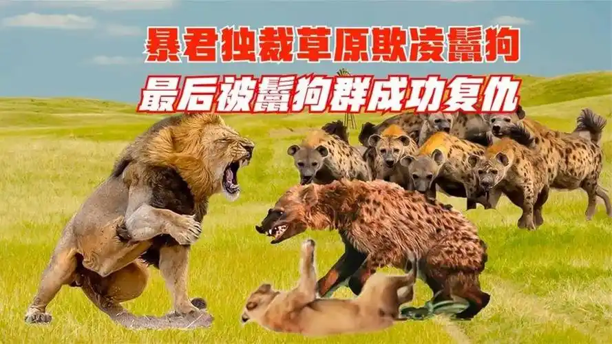 鬣狗大战狮子!狮子暴君独裁草原欺凌鬣狗,最后被鬣狗团团包围