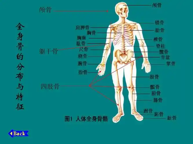 人体骨骼
