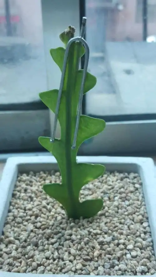 仙人掌鱼骨令箭之东倒西歪