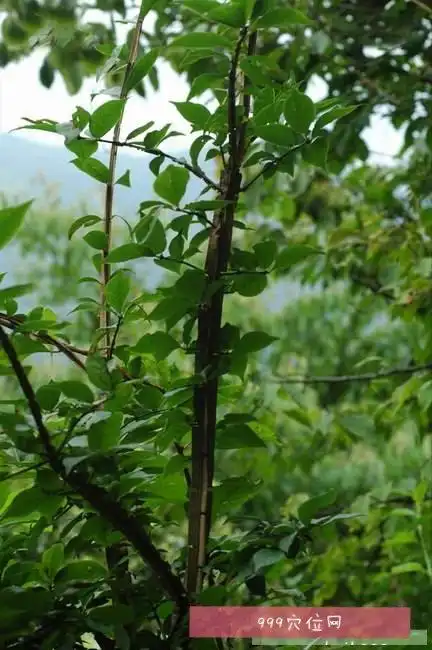 鬼箭羽的功效:鬼箭羽又叫卫矛,鬼箭,鬼箭羽为卫矛科植物卫矛的具翅状