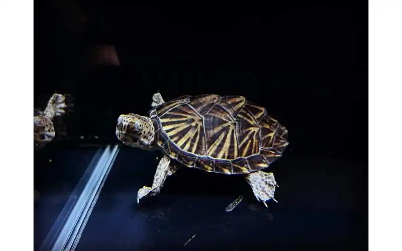 巨头蛋龟记录贴 冬天第一帖