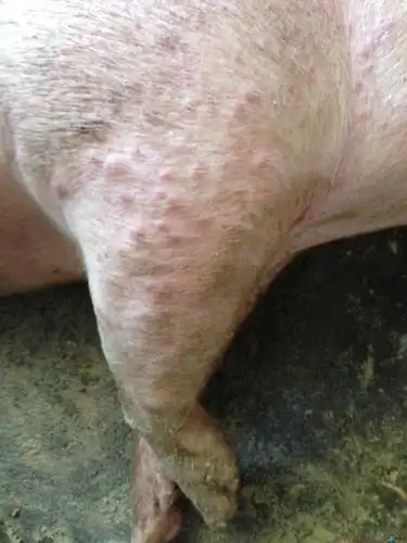 养猪免费问病:肉猪皮肤出现疙瘩