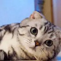 美短虎斑猫头像_微信头像图片大全