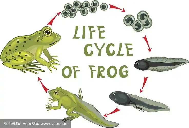 青蛙的生命周期