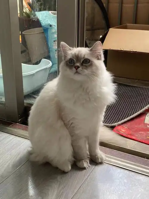 布偶猫  #宠物   第一只是布偶和银渐层的后代 第二只是蓝猫和英短的
