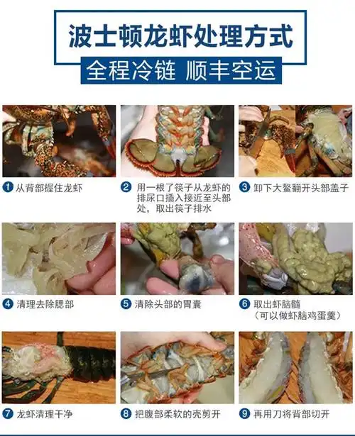 青樱红荔波士顿龙虾特大号波龙海鲜澳龙鲜活冷冻大龙虾1750g50115cm