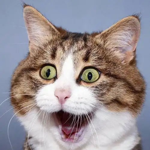 分享猫咪沙雕图和表情包