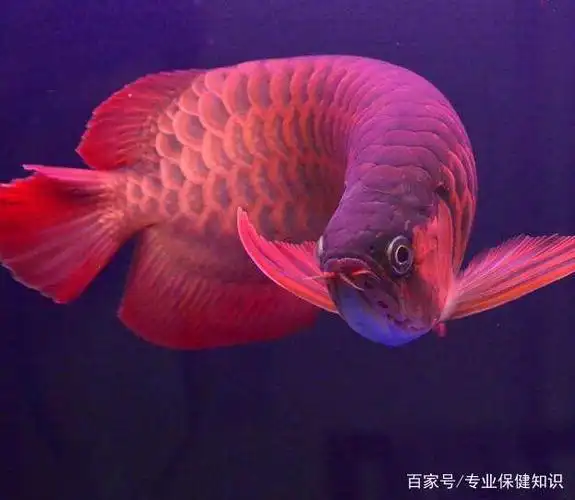 血红龙好看的壁纸:鳞片有三次发色!