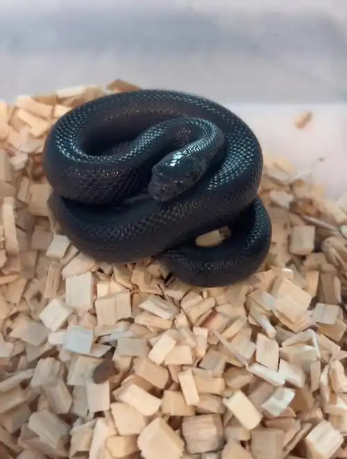 墨西哥黑王蛇好养吗